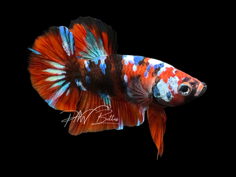 Red Galaxy HMPK Male Betta | M3052