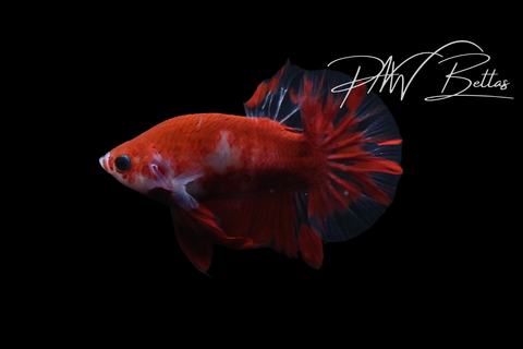 Red Marble HMPK Male Betta | M5123