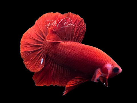 Red HMPK Male Betta | M3042