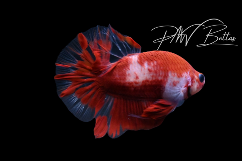 Red Marble HMPK Male Betta | M5123