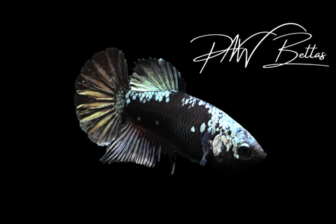 Copper Avatar HMPK Female Betta | 5166