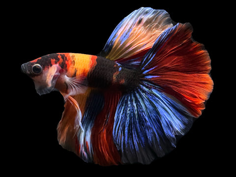 Koi Halfmoon Male Betta | M2596