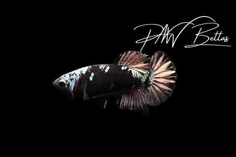 Copper Avatar HMPK Female Betta | 5166
