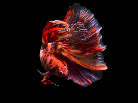 Candy Halfmoon Male Betta | M3092