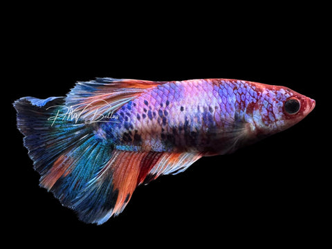 Marble Halfmoon Female Betta | F4009
