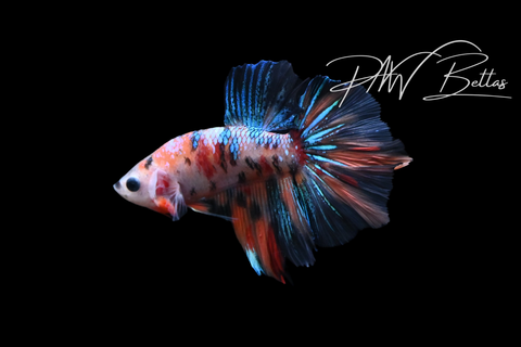Koi Delta Male Betta | M5124