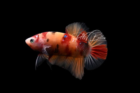 Nemo Galaxy HMPK Male Betta | M4077