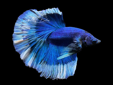 Blue Butterfly Halfmoon Male Betta | M2783