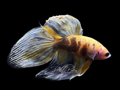 Yellow Koi Veiltail Male Betta | M2846