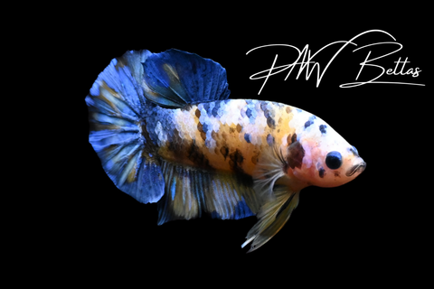 Yellow Koi HMPK Male Betta | 5167