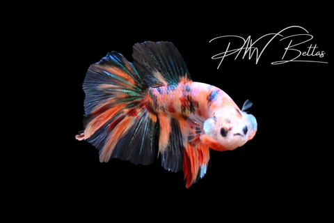 Koi Delta Male Betta | M5124