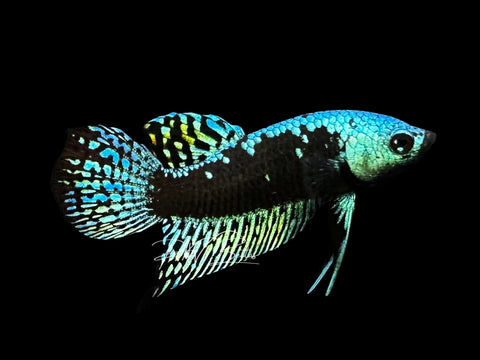 Samurai Alien Male Betta | M2856