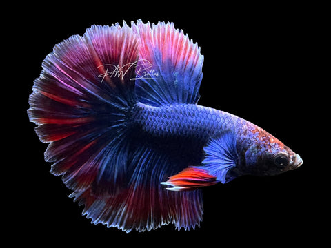 Bi-Color Halfmoon Male Betta | M3100