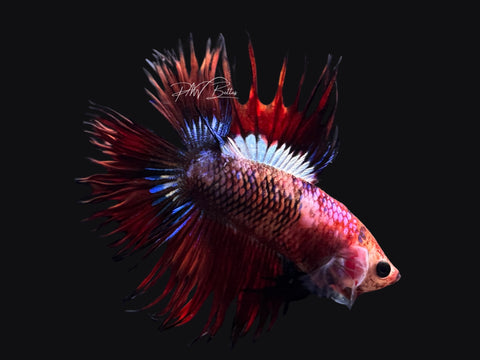 RARE Marble DTCT Male Betta | M2580
