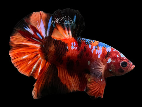 Nemo Galaxy HMPK Male Betta | M2612