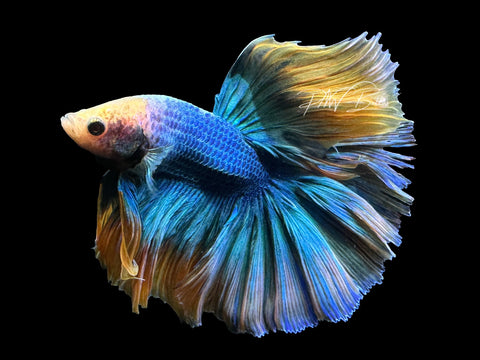 Yellow Mascot HM Male Betta | M2621