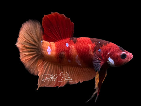 Nemo HMPK Male Betta | M2304