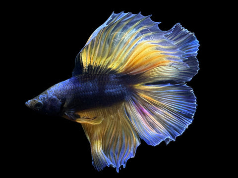 Mustard DT Halfmoon Male Betta | LM5