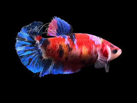Koi HMPK Female Betta | F4018