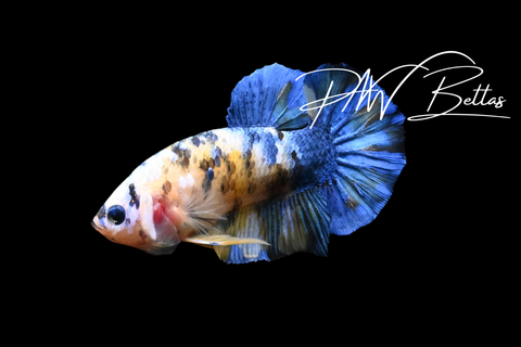 Yellow Koi HMPK Male Betta | 5167