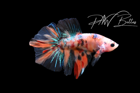Koi Delta Male Betta | M5124