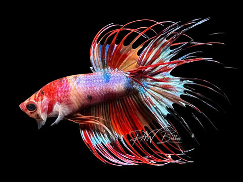 Candy Crowntail Male Betta | M2782