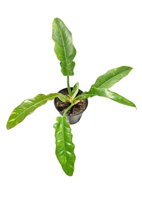 Philodendron Ring of Fire 4”