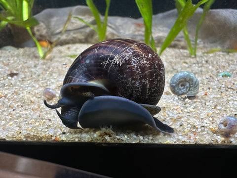 Assorted Mystery Snail