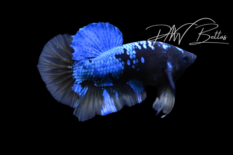 Yellow Avatar HMPK Male Betta | M5125