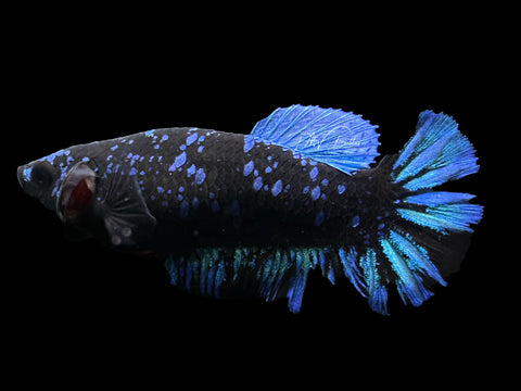 Avatar HMPK Female Betta | F1677