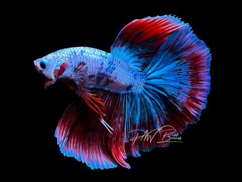 Fancy Marble Halfmoon Male Betta | M2860