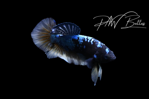 Yellow Avatar HMPK Male Betta | M5125