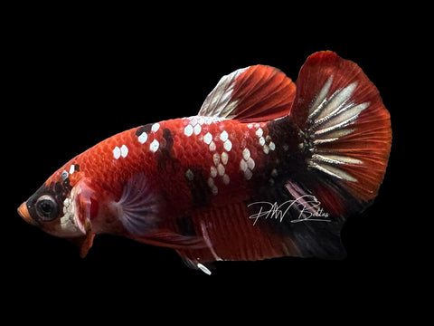 Red Koi Galaxy HMPK Male Betta | M3101