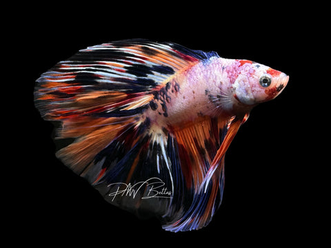 Blue Marble DTHM Male Betta | M2617