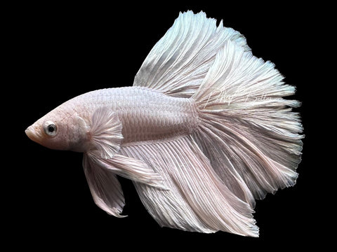 Platinum Halfmoon Male Betta | M4024