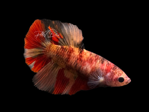 Nemo HM Female Betta | F1691