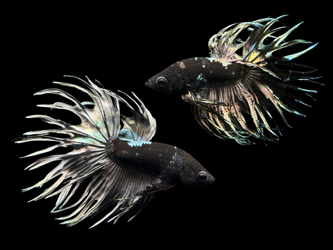 Black Copper Crowntail Male Betta