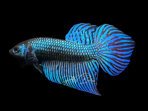 Green Mahachaiensis Pair | P1