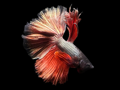 Red Copper Halfmoon Male Betta | M3079