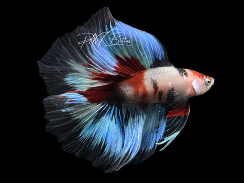 Koi DTHM Male Betta | M2569