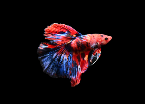 Koi Halfmoon Male Betta | 5185