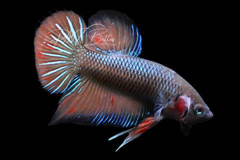 Wild Type Hybrid Plakat Male Betta | M2900