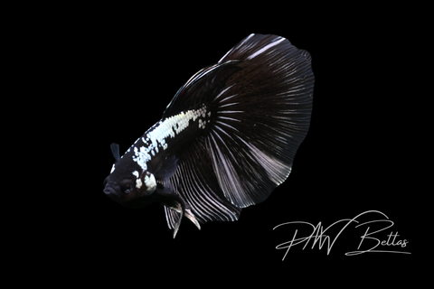 Samurai Delta Male Betta | M5042