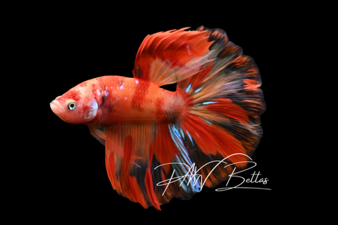 Candy Nemo Halfmoon Male Betta | M5002