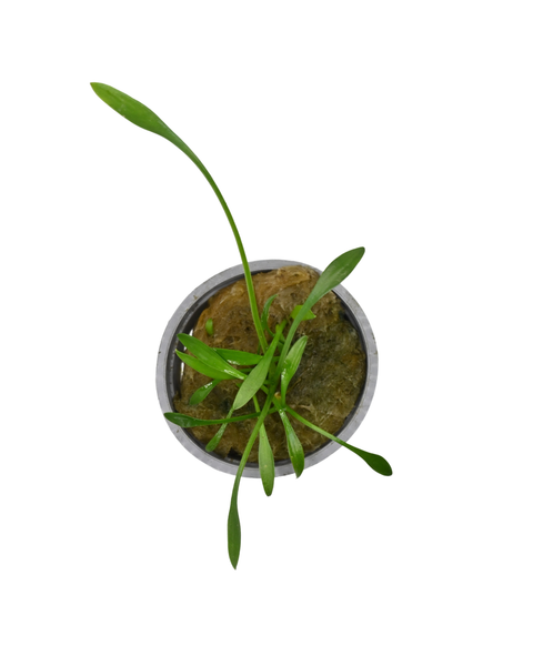 Cryptocoryne Parva