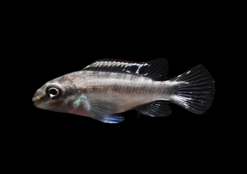Kribensis | Pelvicachromis pulcher