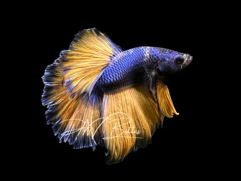 Mustard Halfmoon Male Betta | M3031
