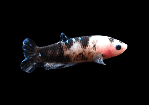 Koi HMPK Female Betta | 5289