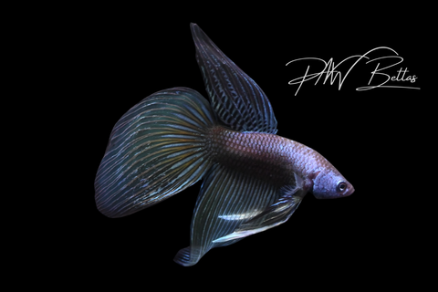 Blue Yellow Imbellis Long Fin Male | Franks Bettas Wild Type | FW112