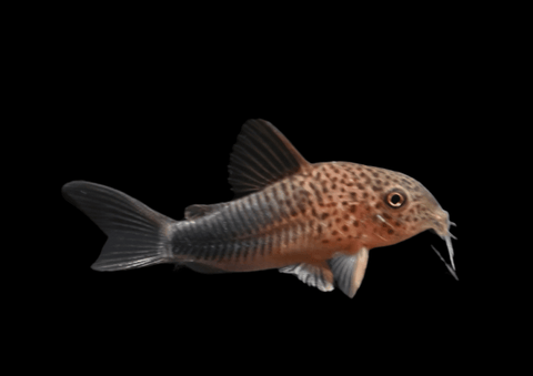 Violet Cory | Corydoras similis